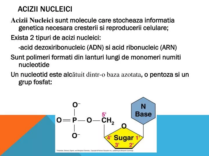 acizii nucleici