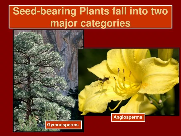 seed bearing plants fall into two major categories