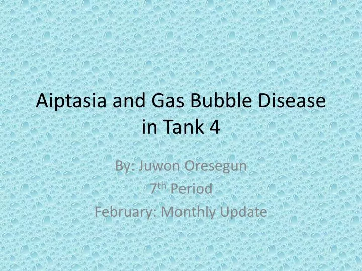aiptasia and gas bubble disease in tank 4