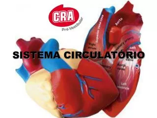 sistema circulat rio