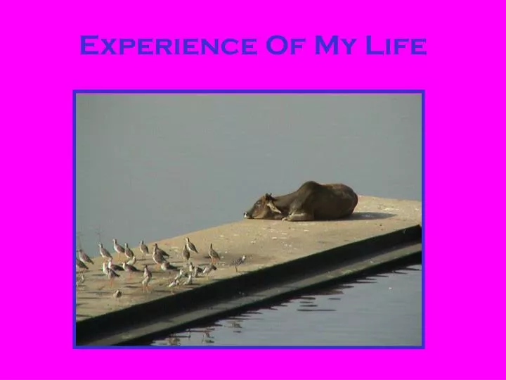 experience of my life