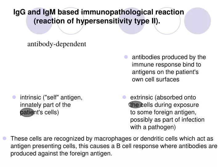igg and igm based immunopathological reaction reaction of hypersensitivity type ii