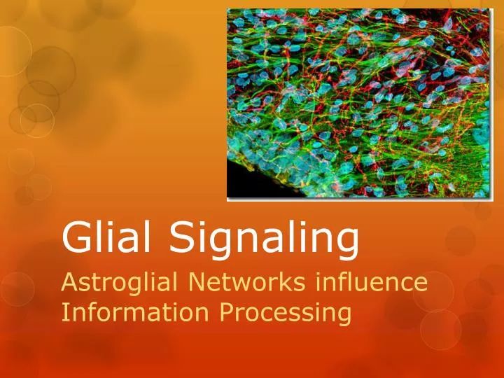 glial signaling