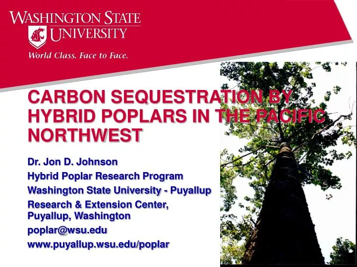carbon sequestration by hybrid poplars in the pacific northwest