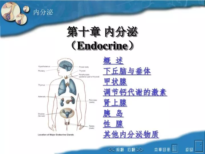 endocrine