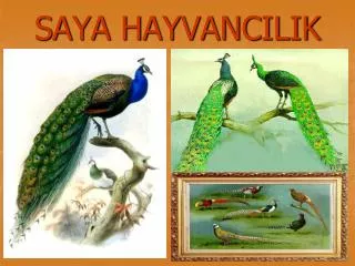 saya hayvancilik
