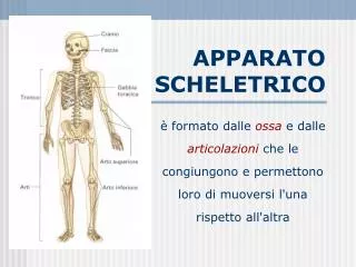 apparato scheletrico