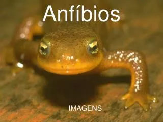 anf bios
