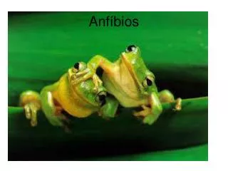 anf bios
