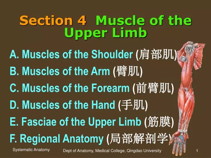 section 4 muscle of the upper limb