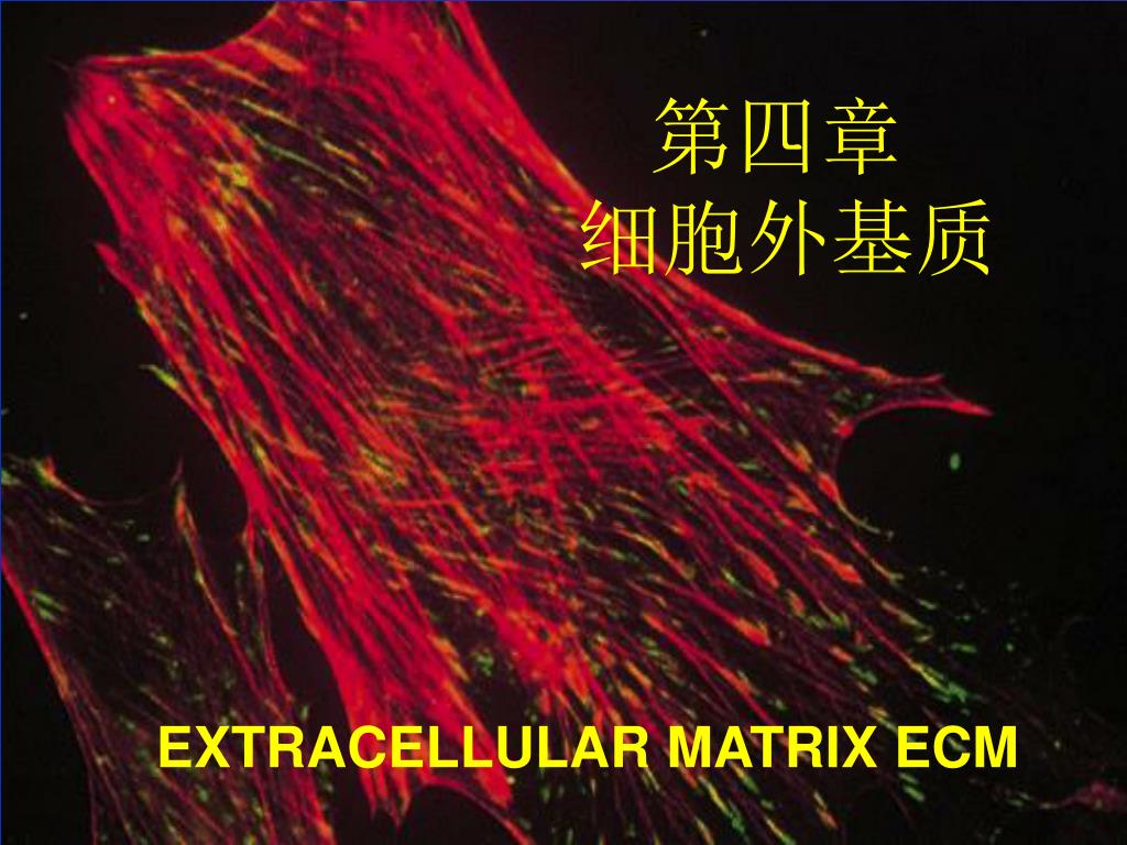 PPT - 第四章 细胞外基质 PowerPoint Presentation, free download - ID:5267755
