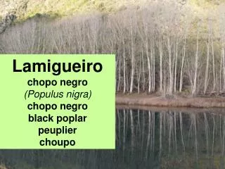 Lamigueiro chopo negro (Populus nigra) chopo negro black poplar peuplier choupo