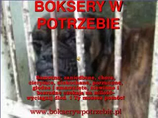 boksery w potrzebie