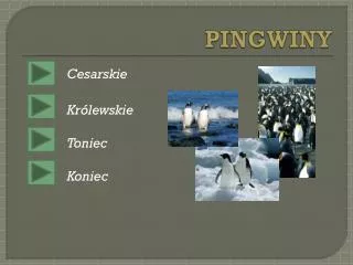 pingwiny