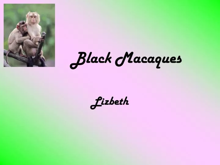 black macaques