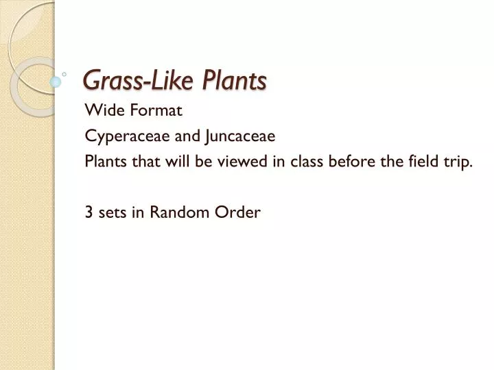 grass like plants