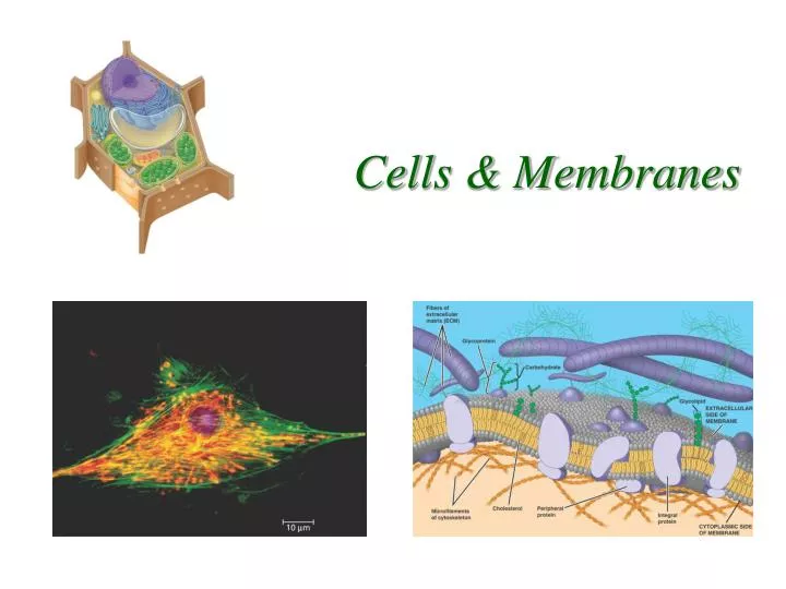 cells membranes