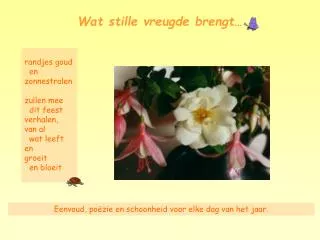 wat stille vreugde brengt