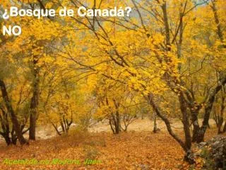 bosque de canad