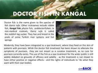 DOCTOR FISH IN KANGAL