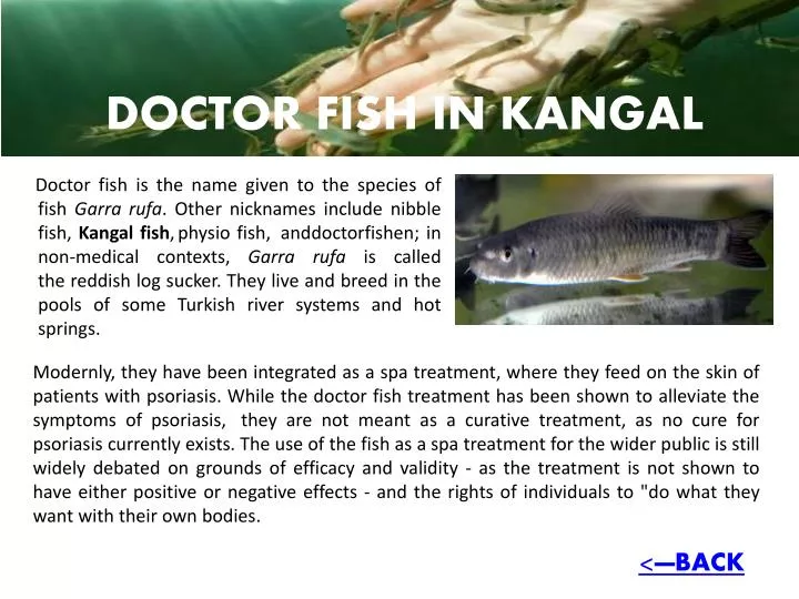 doctor fish in kangal