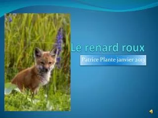 le renard roux