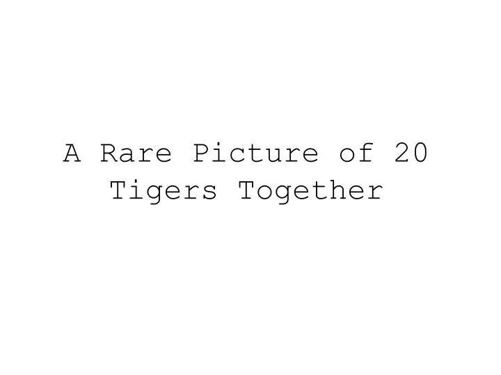 a rare picture of 20 tigers together