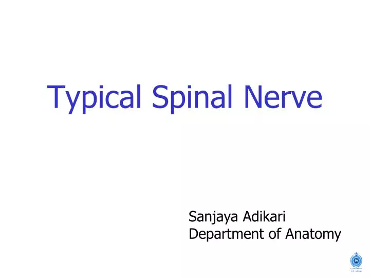 typical spinal nerve