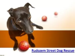 Rudozem Street Dog Rescue