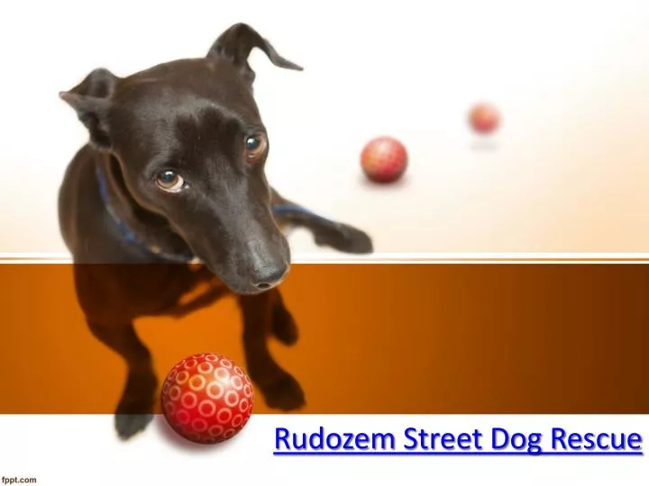 rudozem street dog rescue