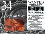 The Plant Body - slide 1