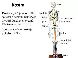kostra