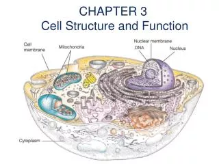 CHAPTER 3 Cell Structure and Function