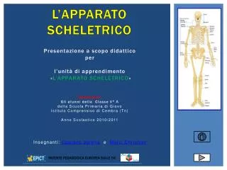l apparato scheletrico