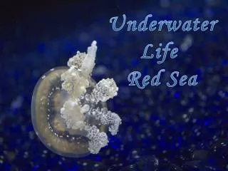 Underwater Life Red Sea