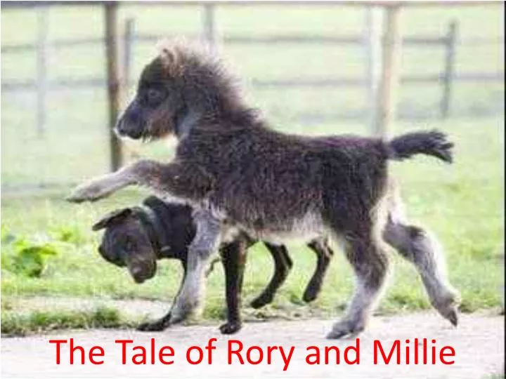 the tale of rory and millie