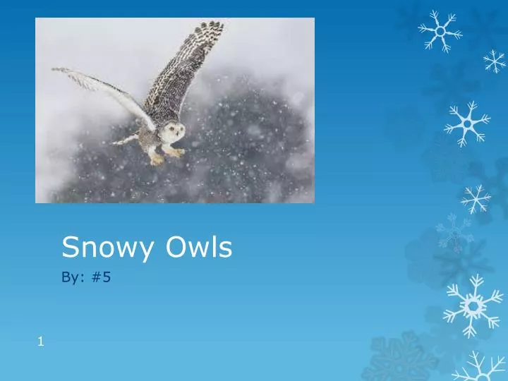 snowy owls