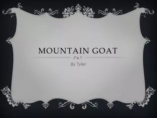 Mountain Goat