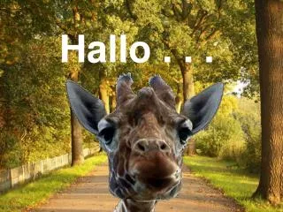 hallo