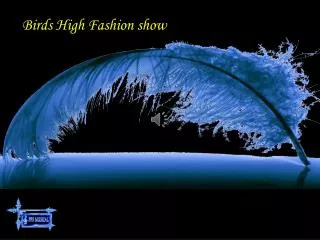 Birds High Fashion show