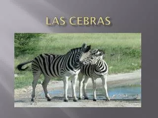 las cebras
