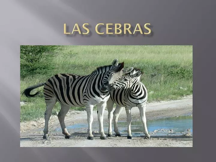 las cebras