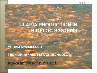 TILAPIA PRODUCTION IN BIOFLOC SYSTEMS