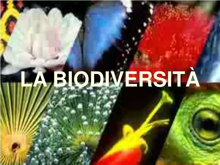 la biodiversit