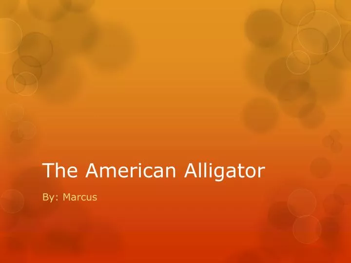 the american alligator