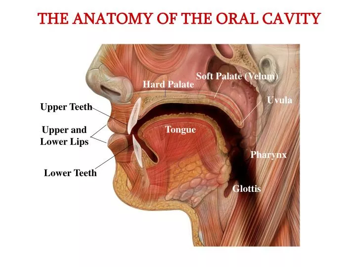 the anatomy of the oral cavity