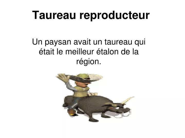 taureau reproducteur