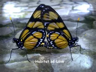 Habitat of Love
