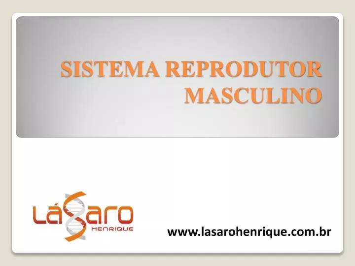 sistema reprodutor masculino