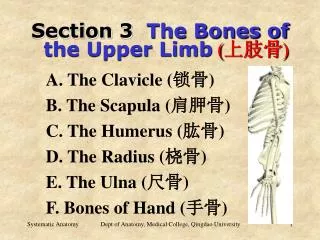 Section 3 The Bones of the Upper Limb ( ??? )